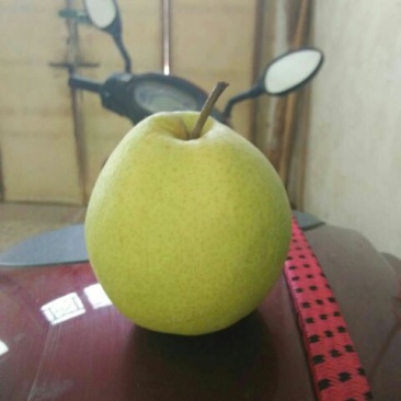 砀山梨