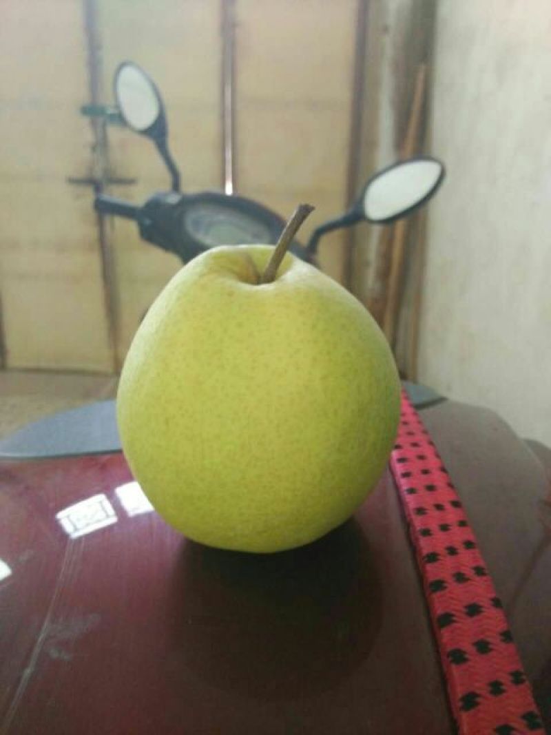 砀山梨