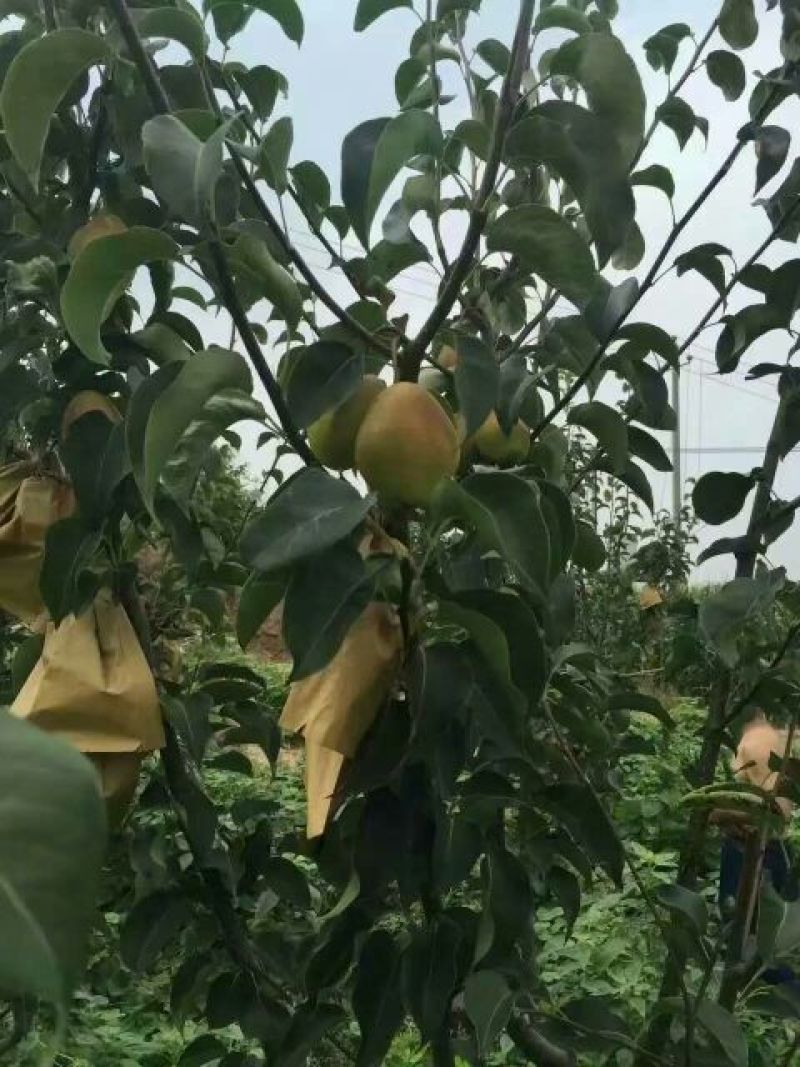 红香酥梨纸袋