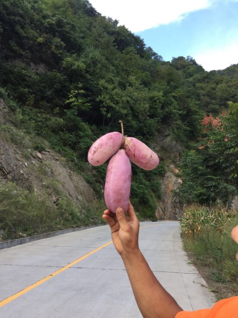 八月瓜