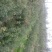 梨树苗150~200cm1~4cm