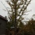 银杏桩10~15cm