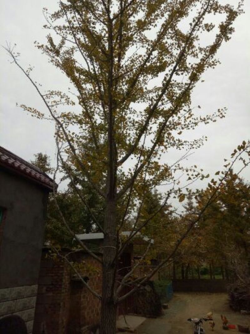 银杏桩10~15cm