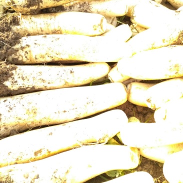 白皮白萝卜1~1.5斤起