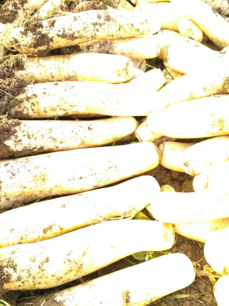 白皮白萝卜1~1.5斤起