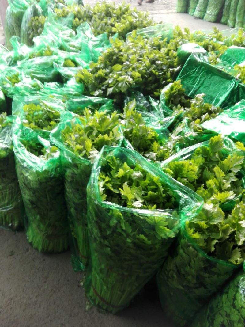 基地直供带泥小香芹菜45cm以上颜色绿嫩，农户地里直供