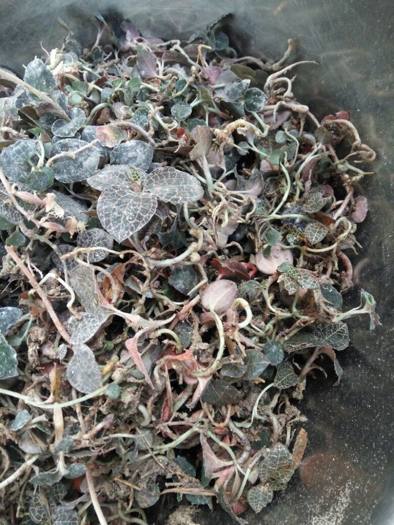 金线莲鲜货