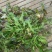 荠菜5cm以上