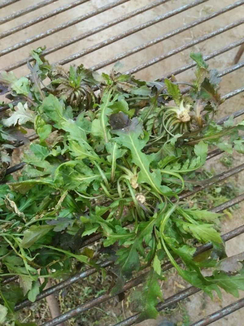 荠菜5cm以上