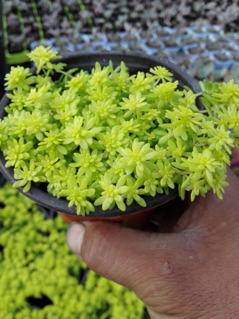 多肉植物带盆栽好