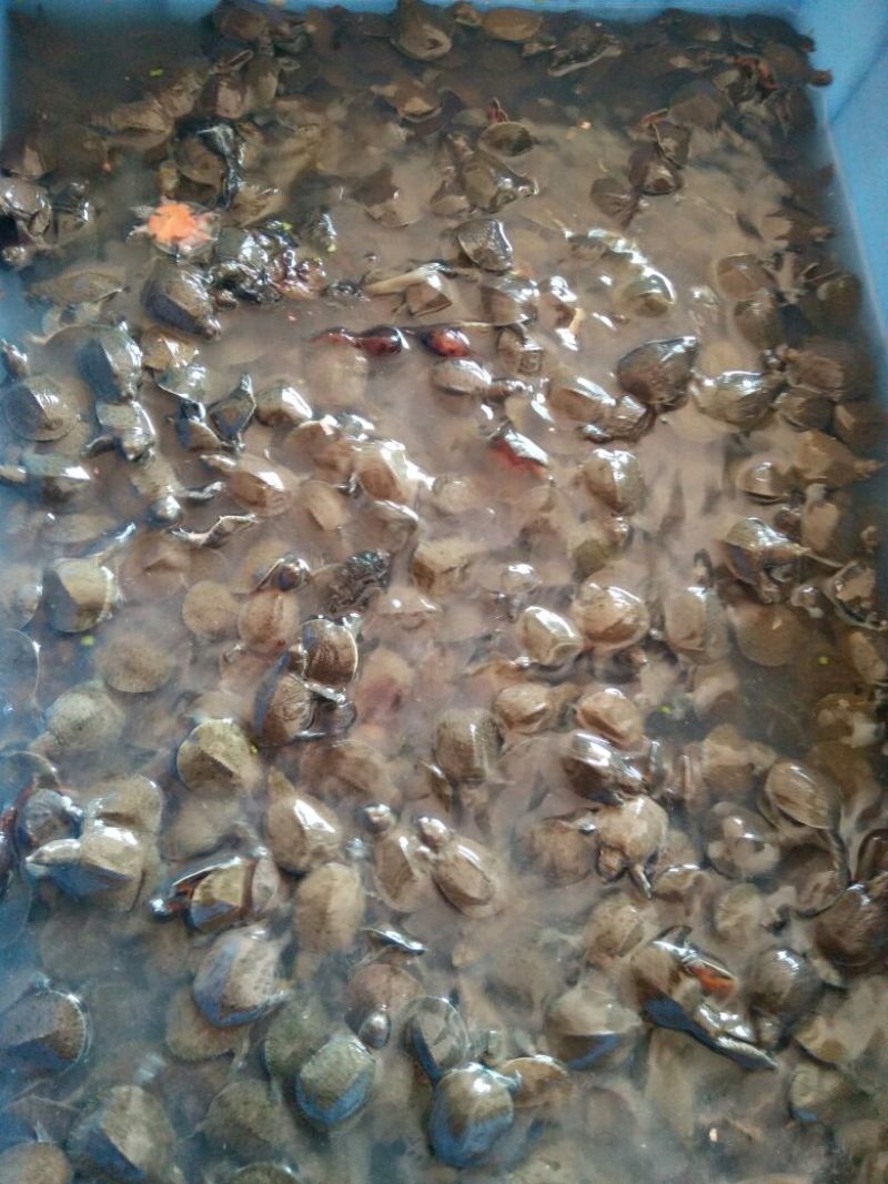 鳖苗