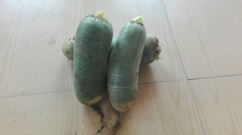 青萝卜1~1.5斤起