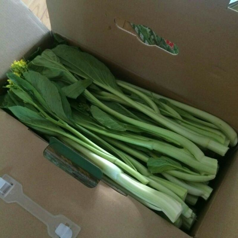 菜苔