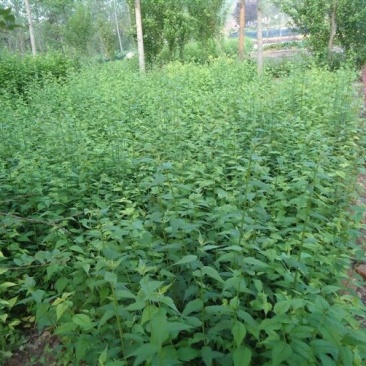 江苏棣棠基地质量优价格低