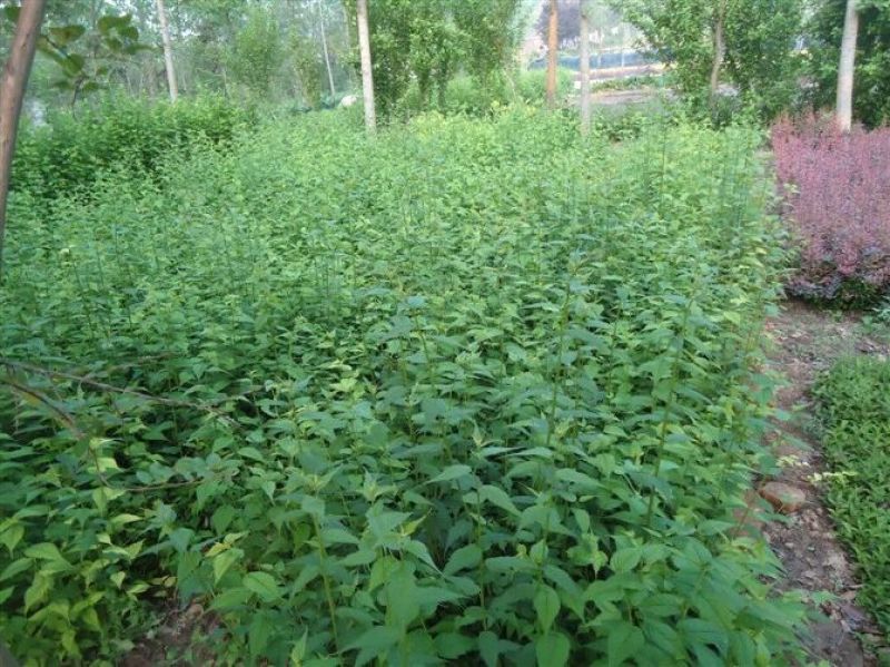江苏棣棠基地质量优价格低