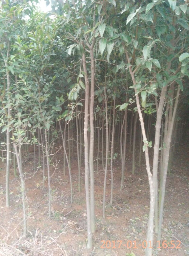 【大叶冬青苗】80cm以上河南南阳苗木基地直供品质保证