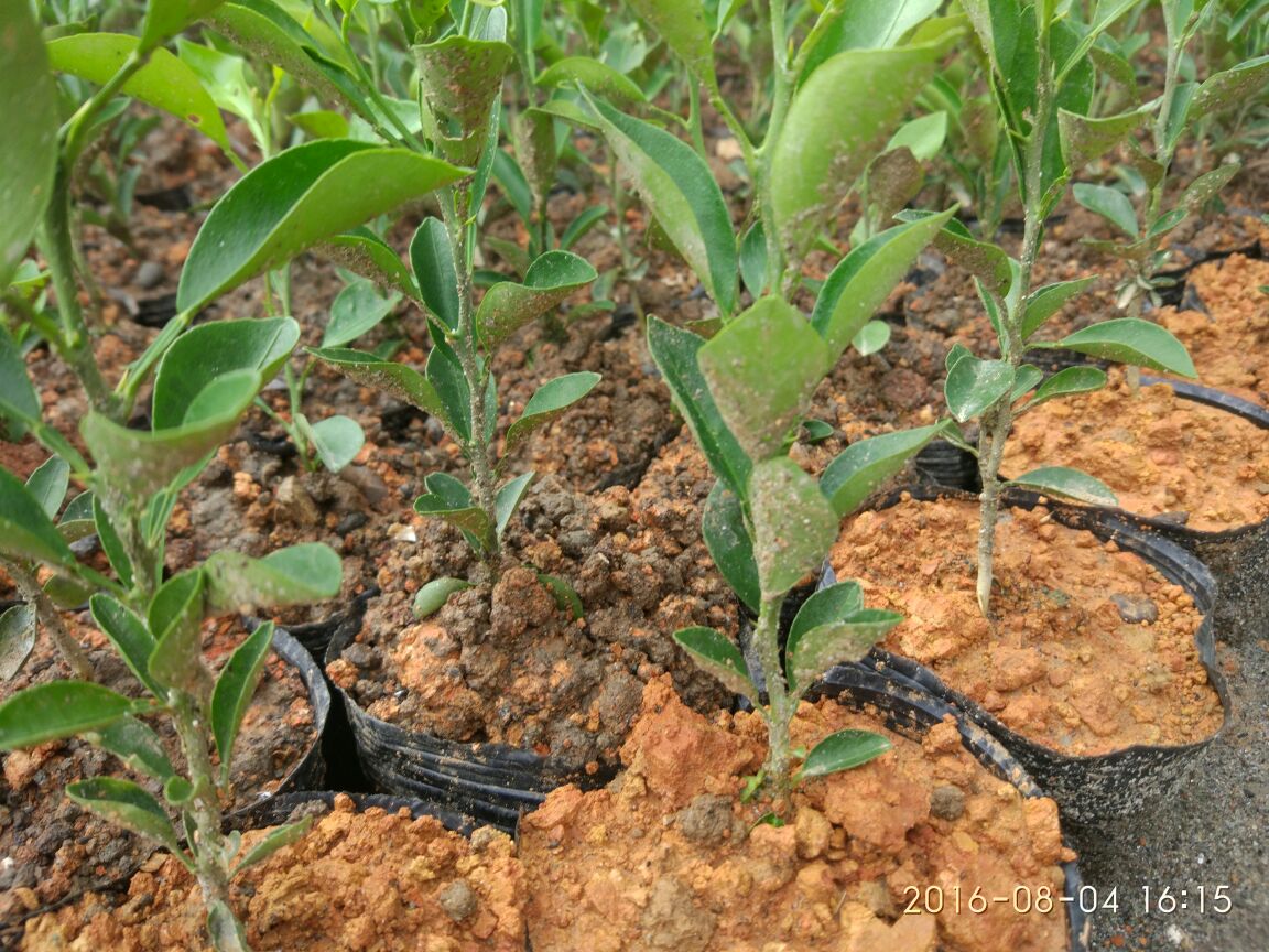 四川眉山市东坡区柑橘苗 10cm以下批发_叶祥