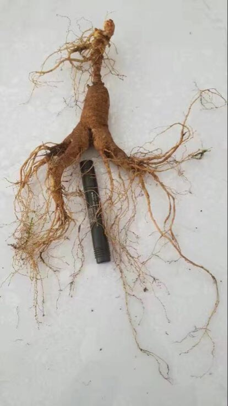 林下参