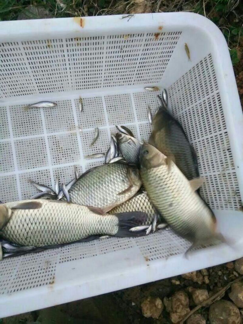 鲤鱼1~2公斤食用