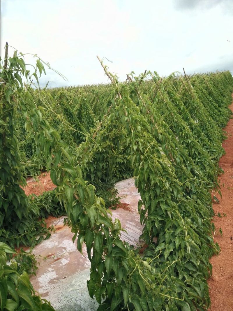 灵芝山药70厘米以上特级
