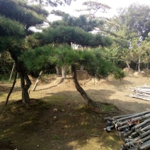 造型松15公分，泰山造型松，泰山景松，造型油松