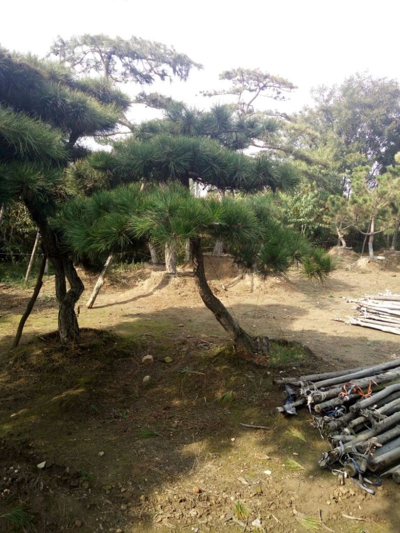 造型松15公分，泰山造型松，泰山景松，造型油松