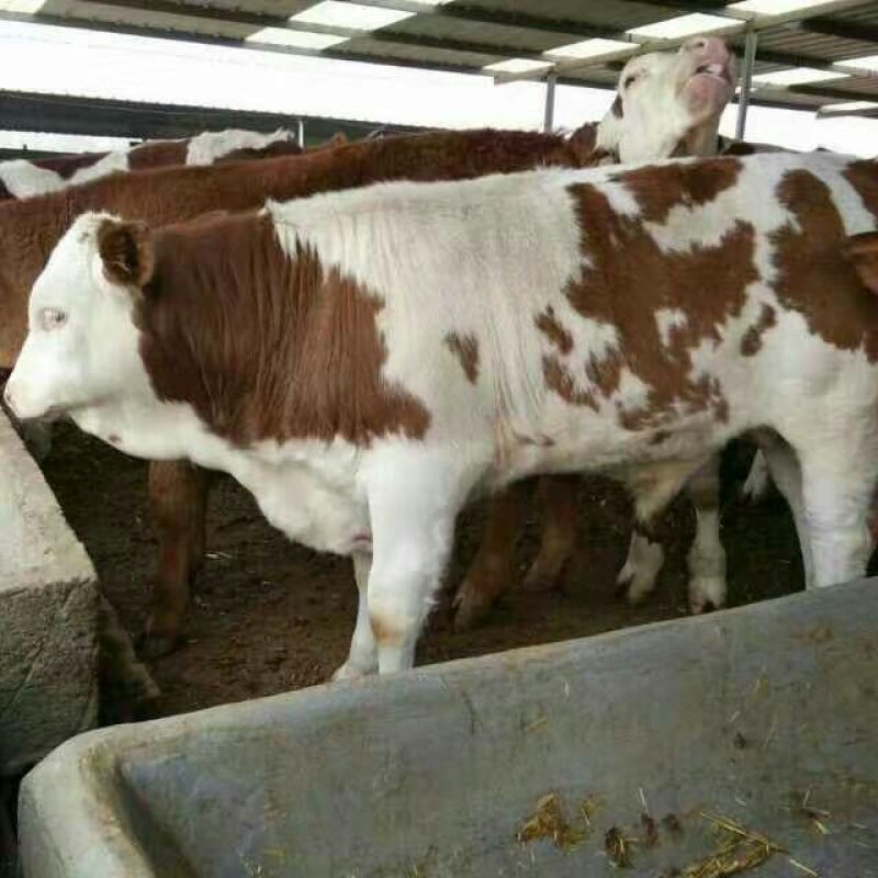 西门塔尔牛犊改良肉牛犊，育肥牛犊100~200kg