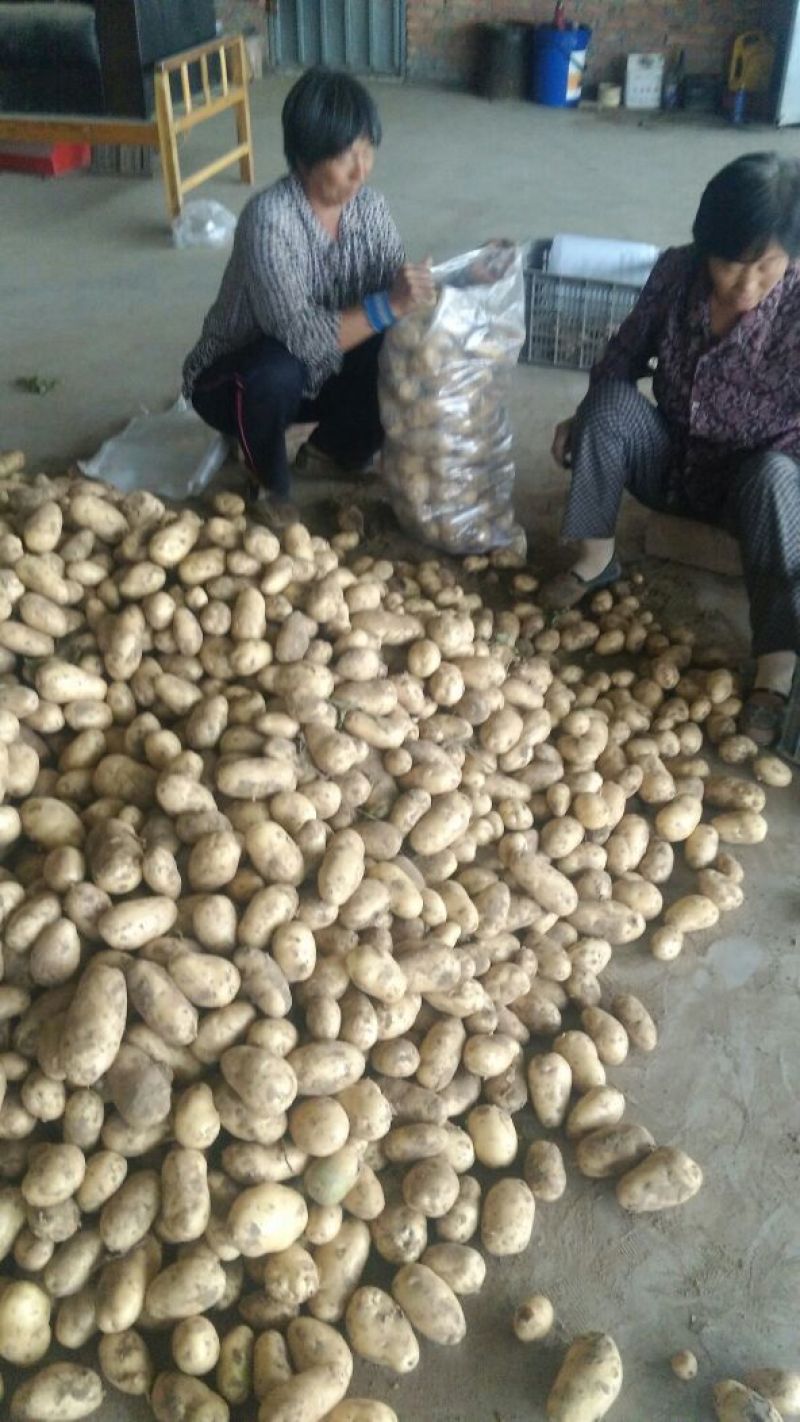 荷兰十五土豆2两以上