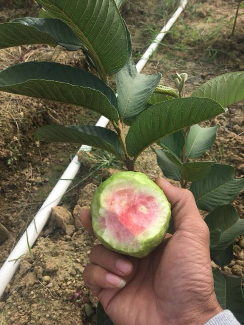 西瓜番石榴苗