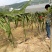 红心火龙果苗30~50cm种苗