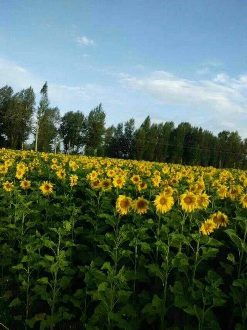 葵花3638100~150cm