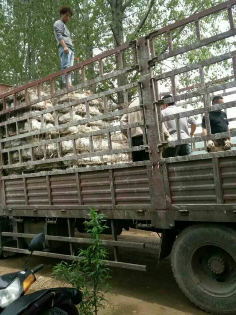 皖西白鹅鹅苗250g以上