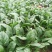 小叶菠菜10~15厘米
