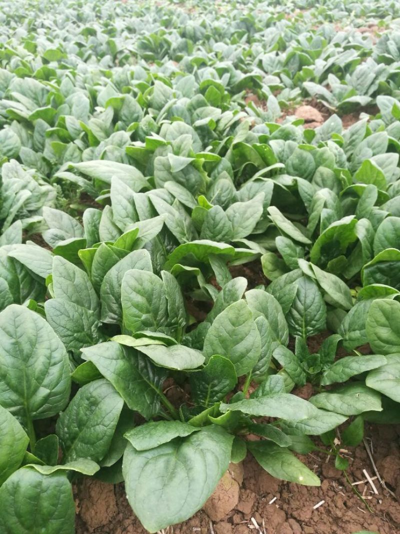 小叶菠菜10~15厘米