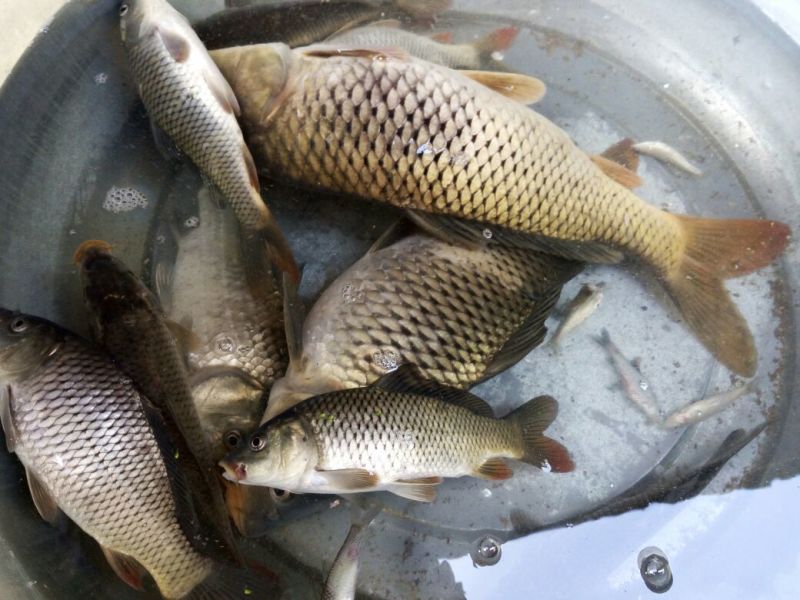 野鲤食用0.5~1公斤