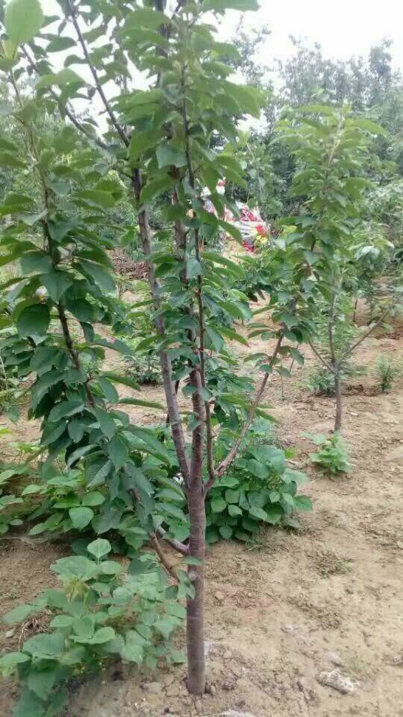 樱桃树苗3年50~80cm