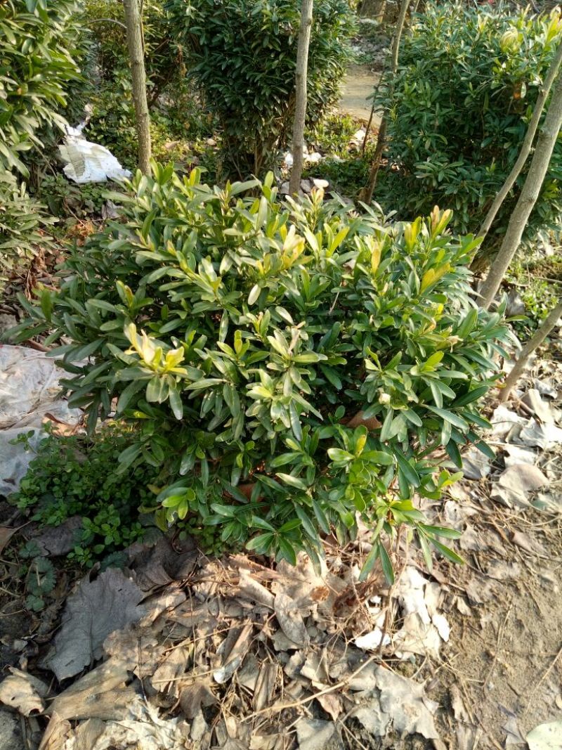雀舌黄杨苗20~30cm