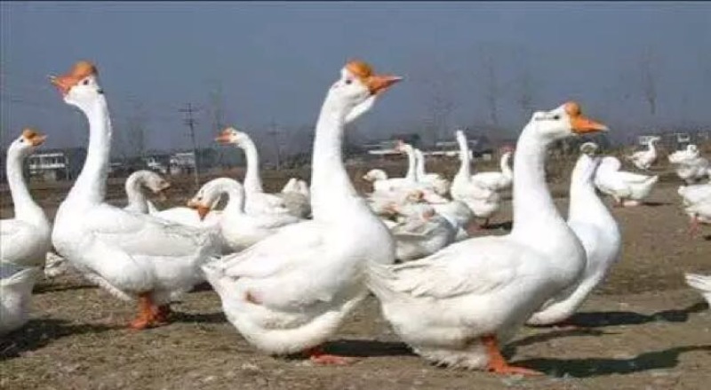 鹅苗