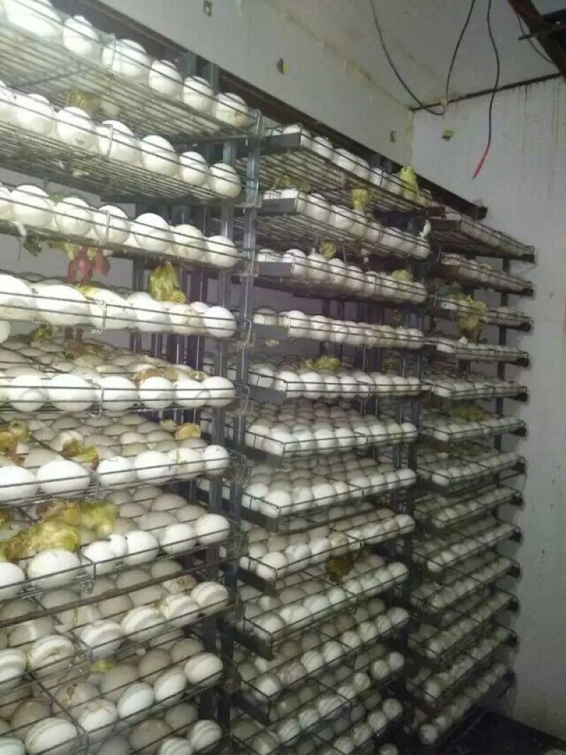 三花鹅苗250g以下