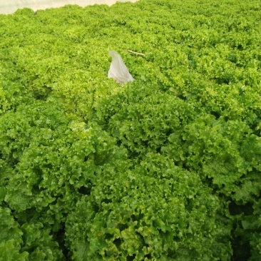 散叶生菜8两~9两