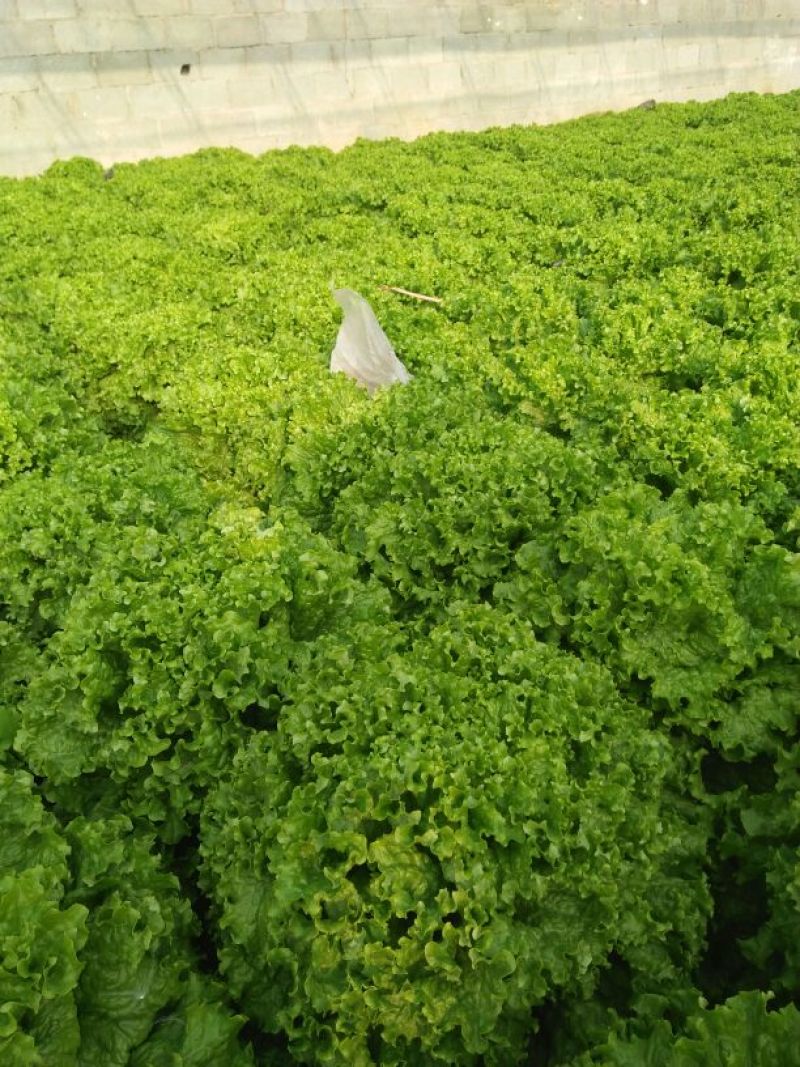 散叶生菜8两~9两