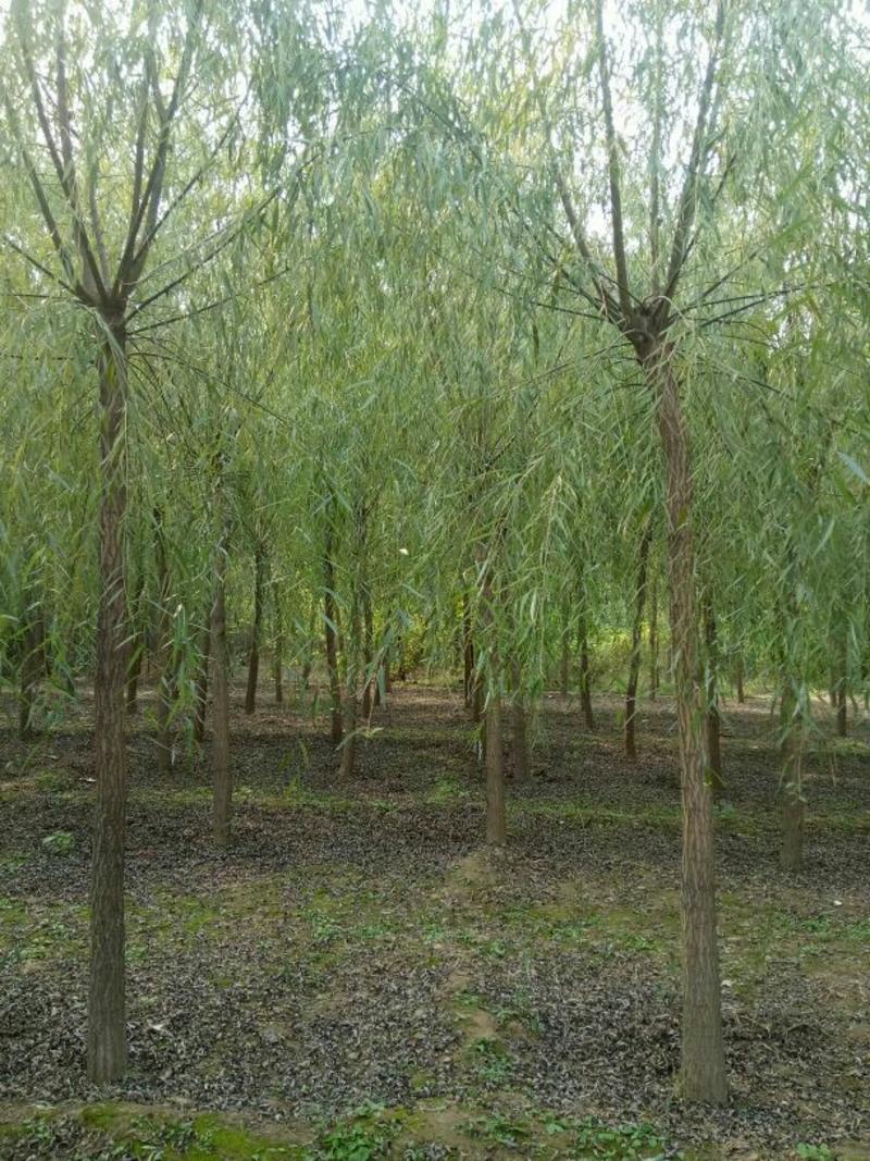 【精品推荐】垂柳10公分的2.5~3米保定苗木