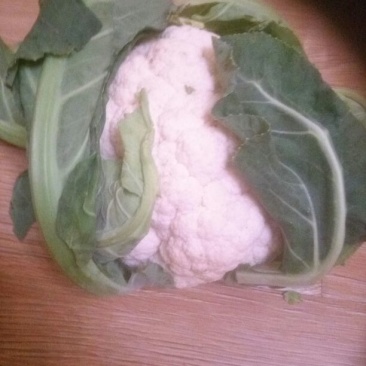 白花菜散装
