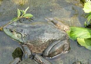 野生牛蛙山东烟台_批发_供应-一亩田农业网_专