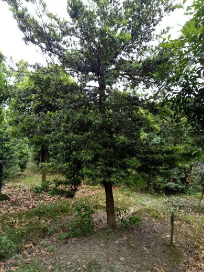 罗汉松10~12cm