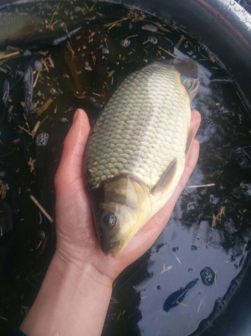 黄金鲫垂钓
