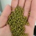 赤峰一等芽豆明绿豆赤峰小粒芽豆发芽率97以上，可开发