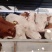 西门塔尔牛犊100~200kg