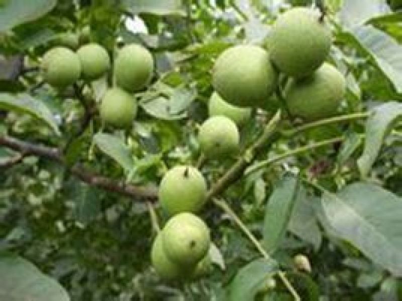 新疆核桃30mm以上去皮干