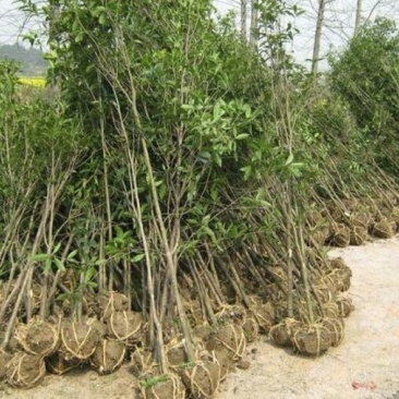 桂花树1--2米量大的很，超级低价便宜卖